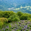 美の山公園の紫陽花