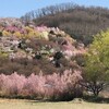 近況報告…からの花見山の春