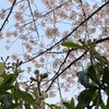 ビワと桜