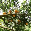 夏みかん（アマナツ）