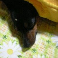 10歳の老犬が去勢をするハメに 術後はふわふわのエリザベスカラーでスヤスヤ ミニピンがくれたトイプードルとのご縁 10歳の老犬が去勢をするハメに 術後はふわふわのエリザベスカラーでスヤスヤ ミニピンがくれたトイプードルとのご縁