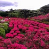 伊豆の小室山つつじ園と春のイチゴ狩り