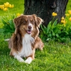 犬のしつけはポジティブ強化がカギ！悪戯行動の予防法 | 鈴木祐介容疑者ブログ