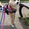 満足そう、だよ