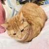 チャチャさんお迎え204日目