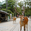 【旅行記】北九州から東京まで1,500kmの旅⑤　奈良公園から浜松へ。そして帰京。