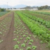 今秋の野菜