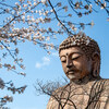 2025-03-30 大仏と桜