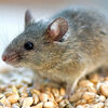 10 Easy Tips to Prevent Mice and Rodents Inside the Home