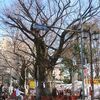 大國魂神社ケヤキ（東京都府中市）