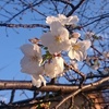 近くの公園の桜が咲き始めました　より。 