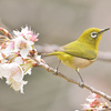 神奈川県大和市「ふれあいの森」でサクジローに出会う。