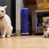 みーちゃん、るーちゃんを紹介するにゃ　みーandるーちゃんねる