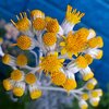 涼しいうちに庭仕事♬
