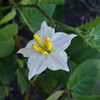 (137) Solanum carolinense