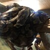 横浜市戸塚区アミメニシキヘビの飼い主略式起訴！許可得ず飼育ケージ変更