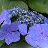 生駒山　紫陽花のブロムナード