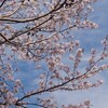 桜の季節