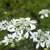 植えた覚えのない「ハナカザリゼリ」が咲いた