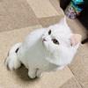 愛猫の食いつきがgood！ロイヤルカナンで健康管理