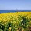 福山市　春の田島と横島 一周ツー　田尻の菜の花編