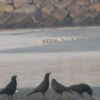 花稲海岸野鳥を撮る