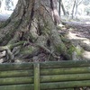 奈良公園・浅茅ヶ原の木の根