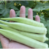 夏野菜　オクラ 27【玄関で収穫】