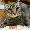 猫の3種混合ワクチンとは？料金に気になる副作用と注意すること