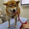 柴犬ラミくん 予防接種と健康チェック 動物病院へ