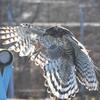 釧路市動物園　フリーフライト