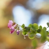 殿ヶ谷戸庭園の冬の草花