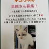ネコちゃん里親さん募集！😻
