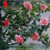 椿の花など
