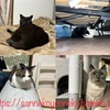 一日の疲れを癒す我が家の五猫