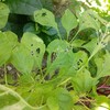 夏の葉野菜栽培　うまくいったものダメだったもの