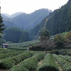 京都府）宇治田原町やんたん（湯屋谷）。茶畑めぐり。