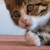 子猫「うわっ・・・私の年収低すぎ・・・？」 他、かわいい＆おもしろ猫GIF画像集