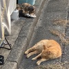 愛される猫たち。