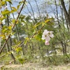 丸太ハウスの桜咲く