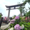 【京都】『六孫王神社』に行ってきました。 京都観光 あじさい 