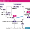 ヘパリンとワルファリンの違い