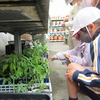 夏野菜「なえをうえたよ」（２年生）