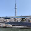 東京 Vol.7 ＜お花見屋形船＞