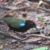 ムナグロヤイロチョウ(Rainbow Pitta)