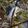 兵庫県）明石公園。ゴイサギ、ホシゴイ（ゴイサギの幼鳥）、アオジ、コゲラ（幼鳥？）、ヤマガラ、シジュウカラ、メジロ、モズ、シロハラ、トモエガモ、マガモ、ハシビロガモ、ヒドリガモ、コガモ、カイツブリ。※