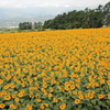 山梨県・北杜市明野のひまわり