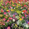 【名城公園】の花壇が凄くイロトリドリでキレイ