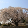 左近さまと二季咲桜③・・