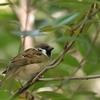 野鳥撮影物語…大泉緑地公園２０２４．１０．２７
